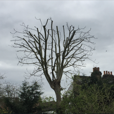 Ash tree reduction(after)