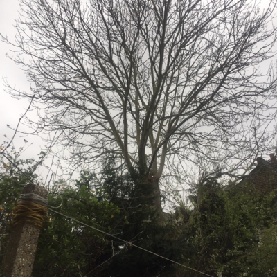 Ash tree reduction(before)