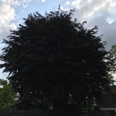 Copper Beech - Crown reduction(before)