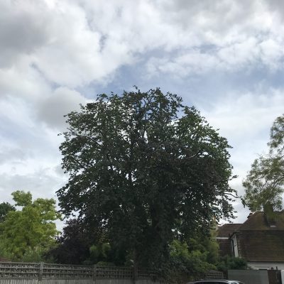 Copper Beech - crown reduction(after)