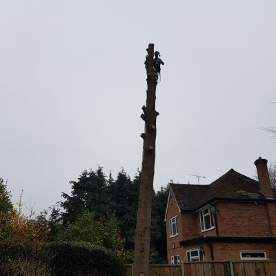 Dead Oak - section fell(During)