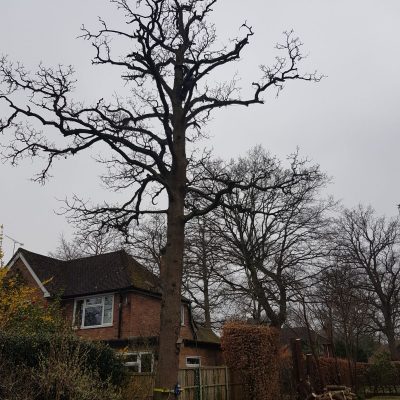 Dead Oak - section fell(before)