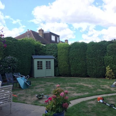 Hedge trimming(before)