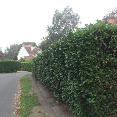 Laurel hedge trimming(before)