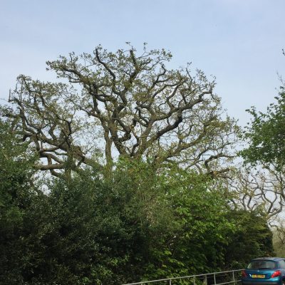 Oak tree crown reduction(after)