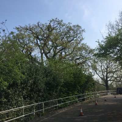 Oak tree crown reduction(before)