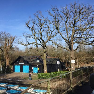 Oaks at the boat club(after)