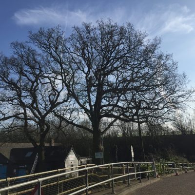 Oaks at the boat club(before)