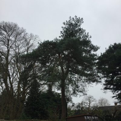 Scotts pine - Crown reduction(before)