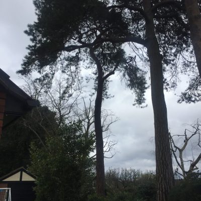 Scotts pine - Ivy removal(after)