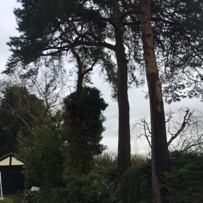 Scotts pine - Ivy removal(before)