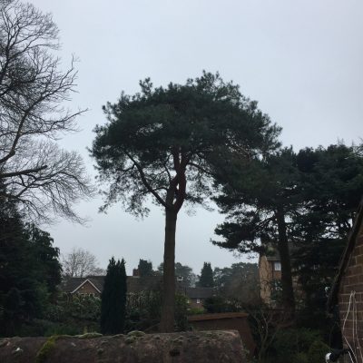 Scotts pine - crown reduction(after)