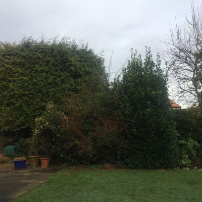 Trim & Prune(before)